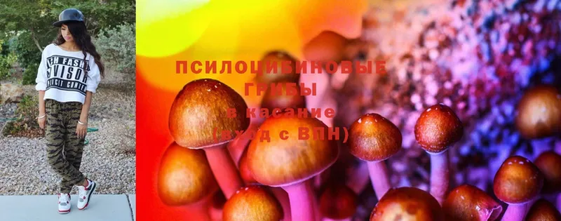 Псилоцибиновые грибы Psilocybe  Вяземский 